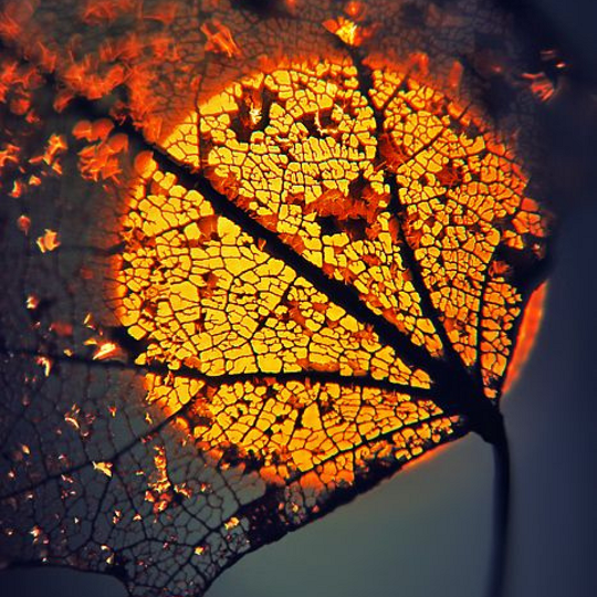 sun through dead leaf