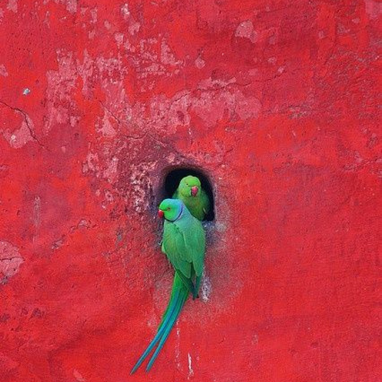 Parrots in a red wall nook