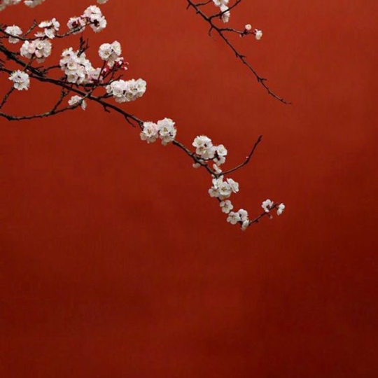 CHERRY BLOSSOM ON RED BACKGROUND